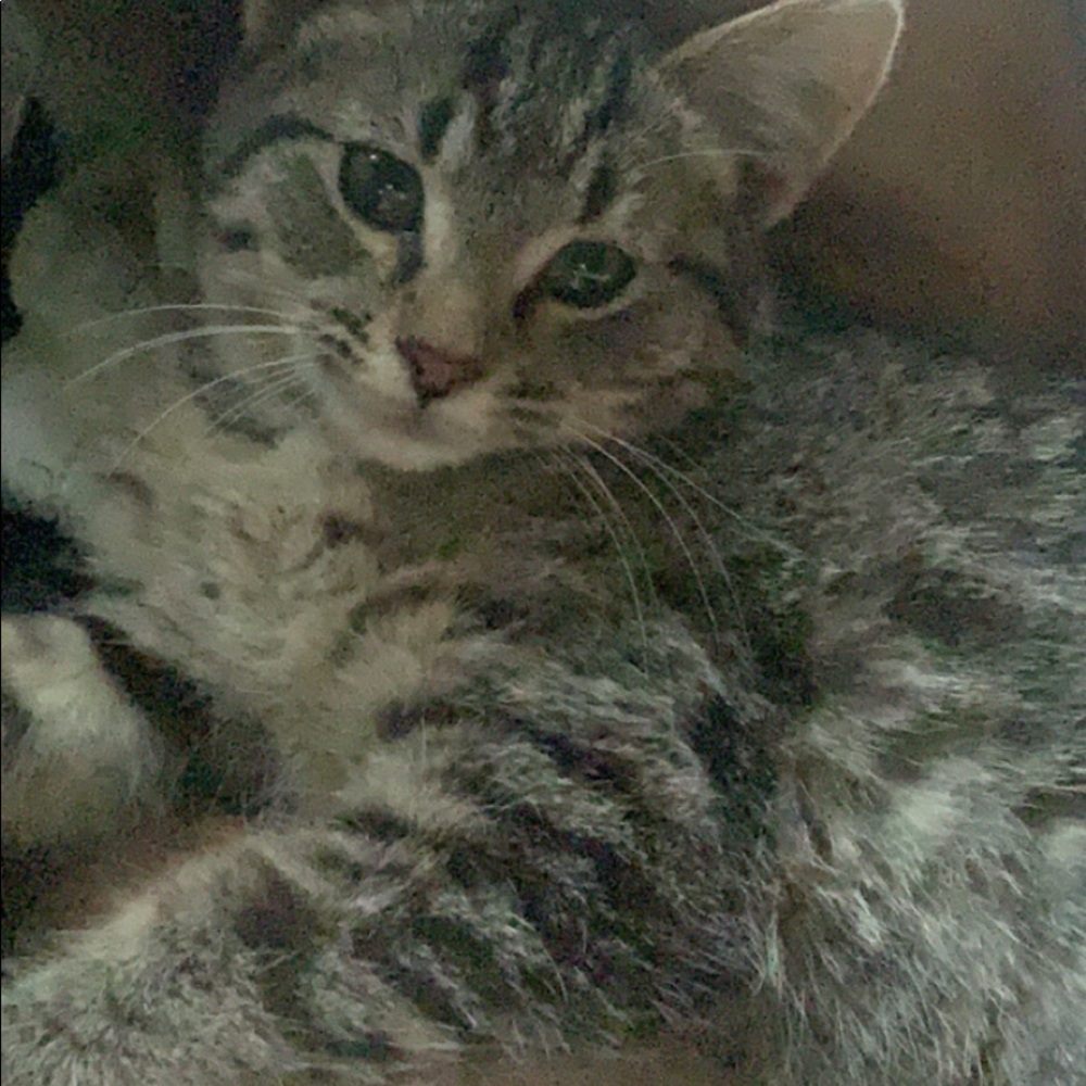 Meet your Posher, Nicole